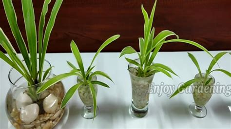 moisture meter spider plant|water for spider plants.